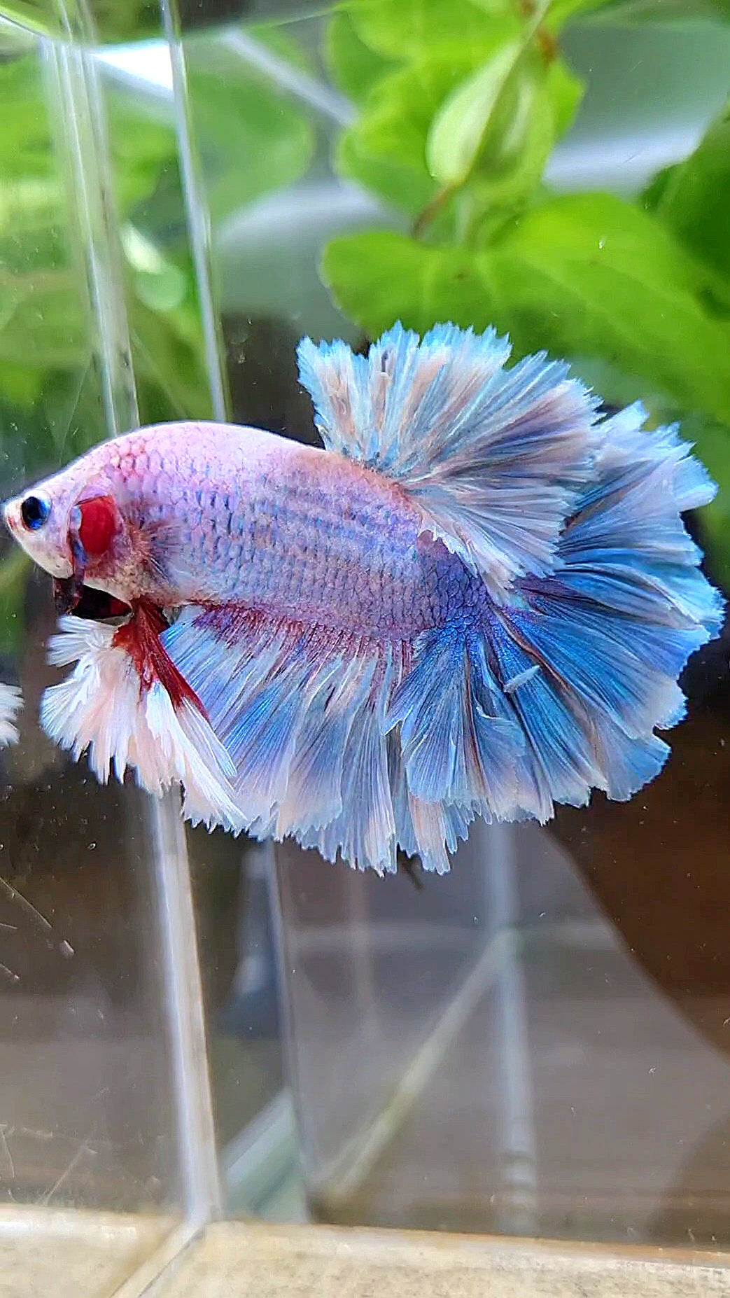 LUXURY KING FEATHER TAIL HALFMOON BLUE GRIZZLE BETTA FISH