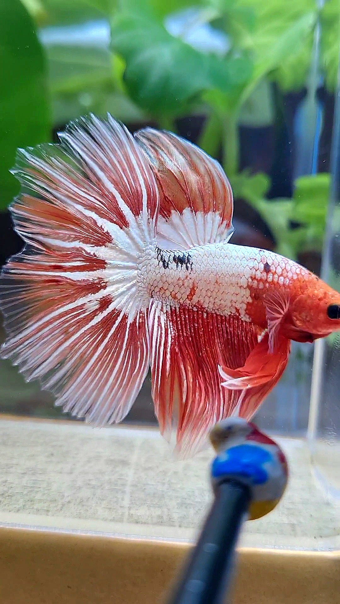 HALFMOON ROSETAIL ORANGE FCCP STARTAIL BETTA FISH