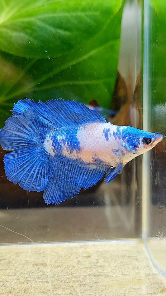FEMALE HALFMOON DOUBLE TAIL BLUE RIM MARBLE PANDA BETTA FISH