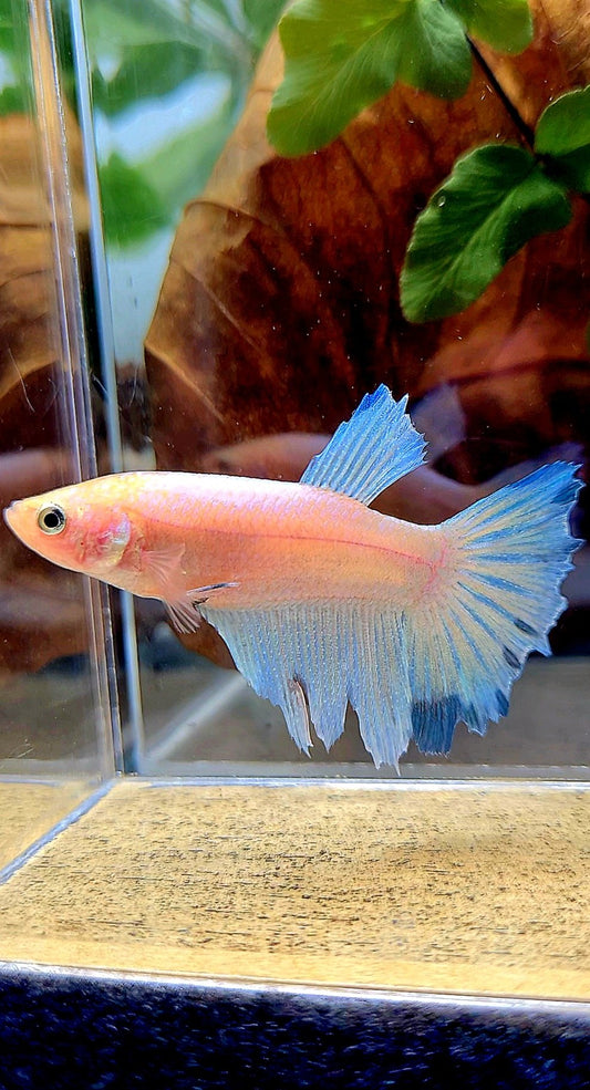 XL FEMALE HALFMOON WHITE BLUE BETTA FISH