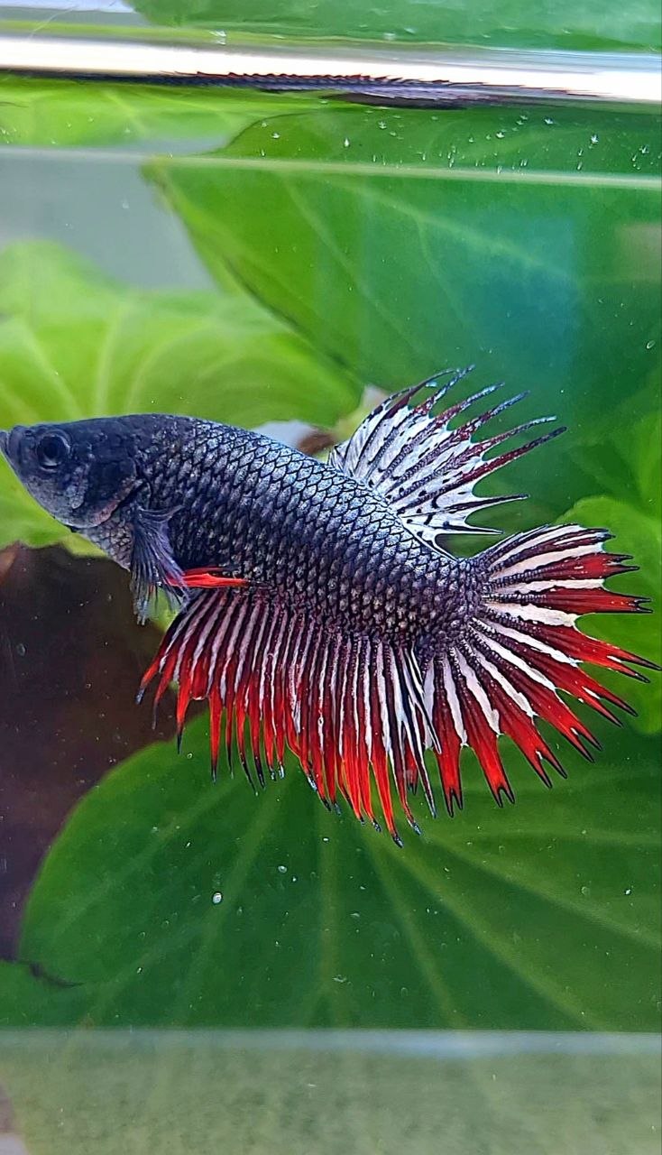 CROWNTAIL RED COPPER IMBELIS HYBRID WILD BETTA FISH