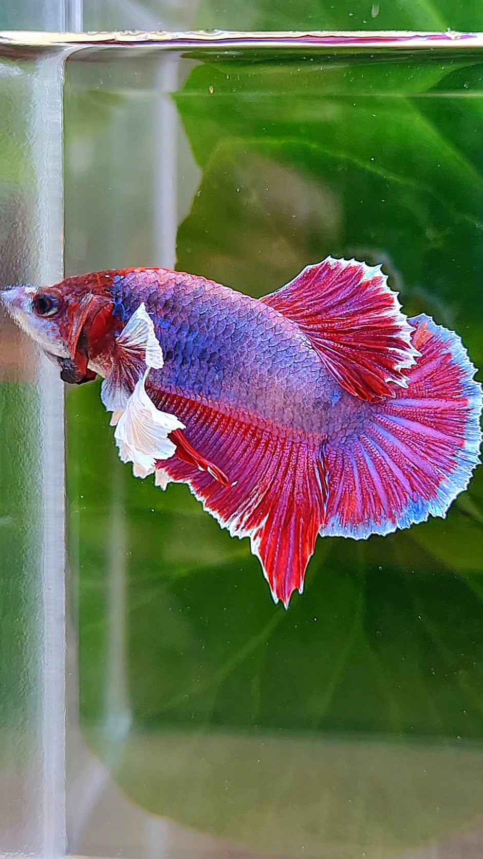 PLAKAT DUMBO EAR PURPLE MASCOT BETTA FISH