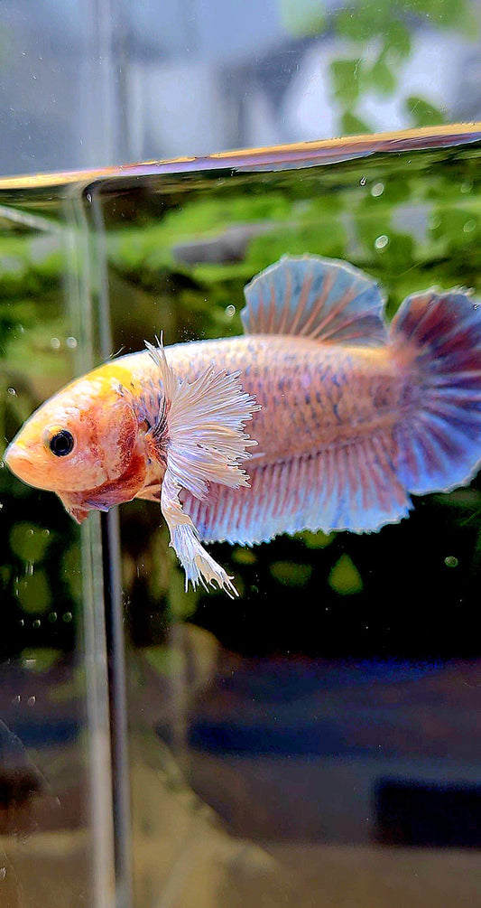 FEMALE KING PLAKAT DUMBO ONE EAR YELLOW MASCOT BETTA FISH