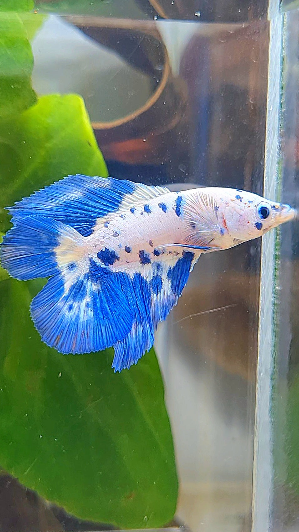 HALFMOON DOUBLE TAIL BLUE DOTS MARBLE BETTA FISH