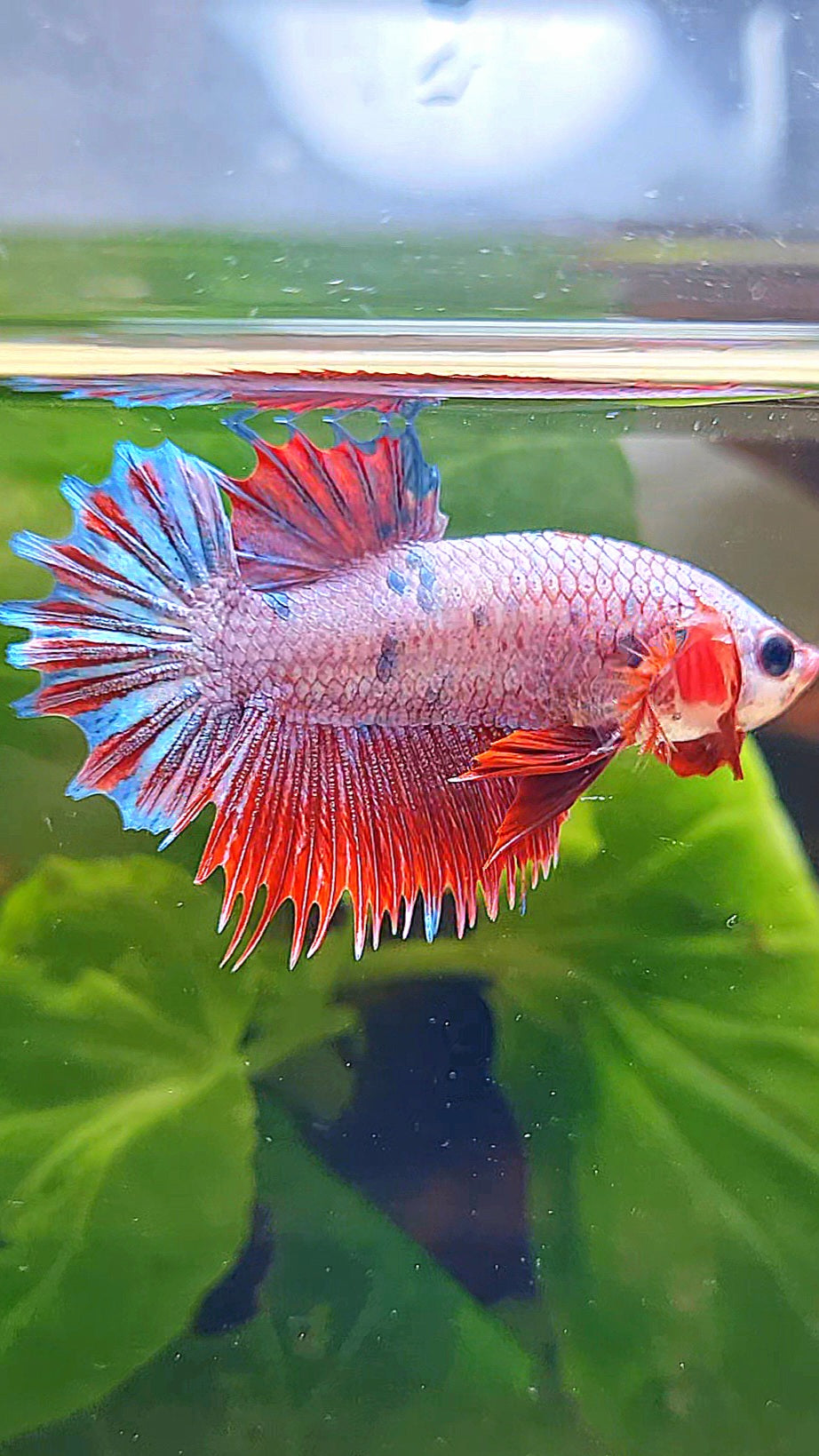 CROWNTAIL PLAKAT PINK FANCY FLAMINGGO DOTS BETTA FISH