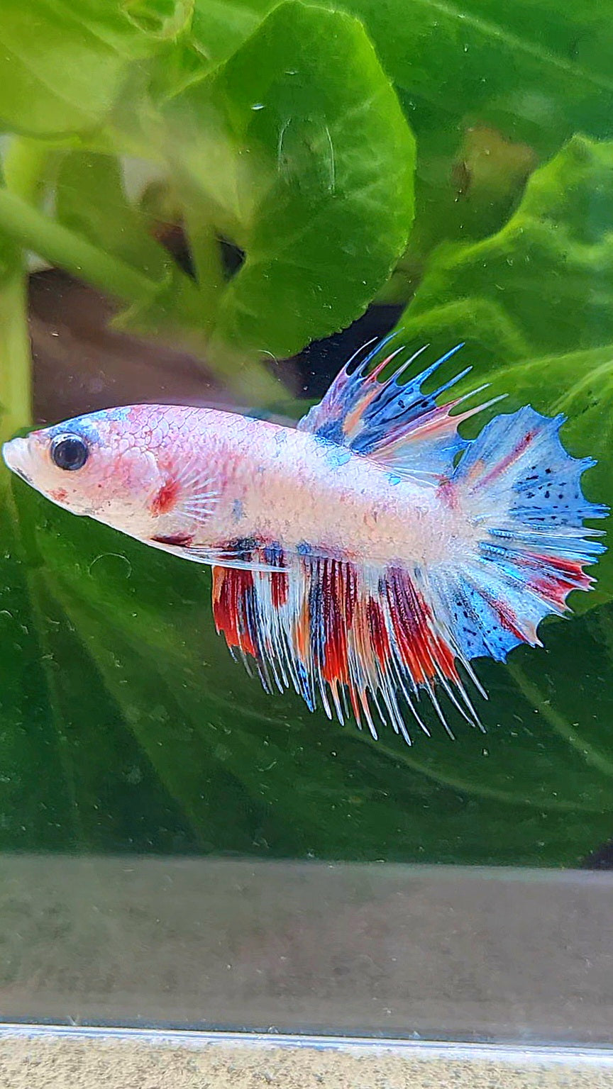 CROWNTAIL PLAKAT CANDY MULTICOLOR BETTA FISH
