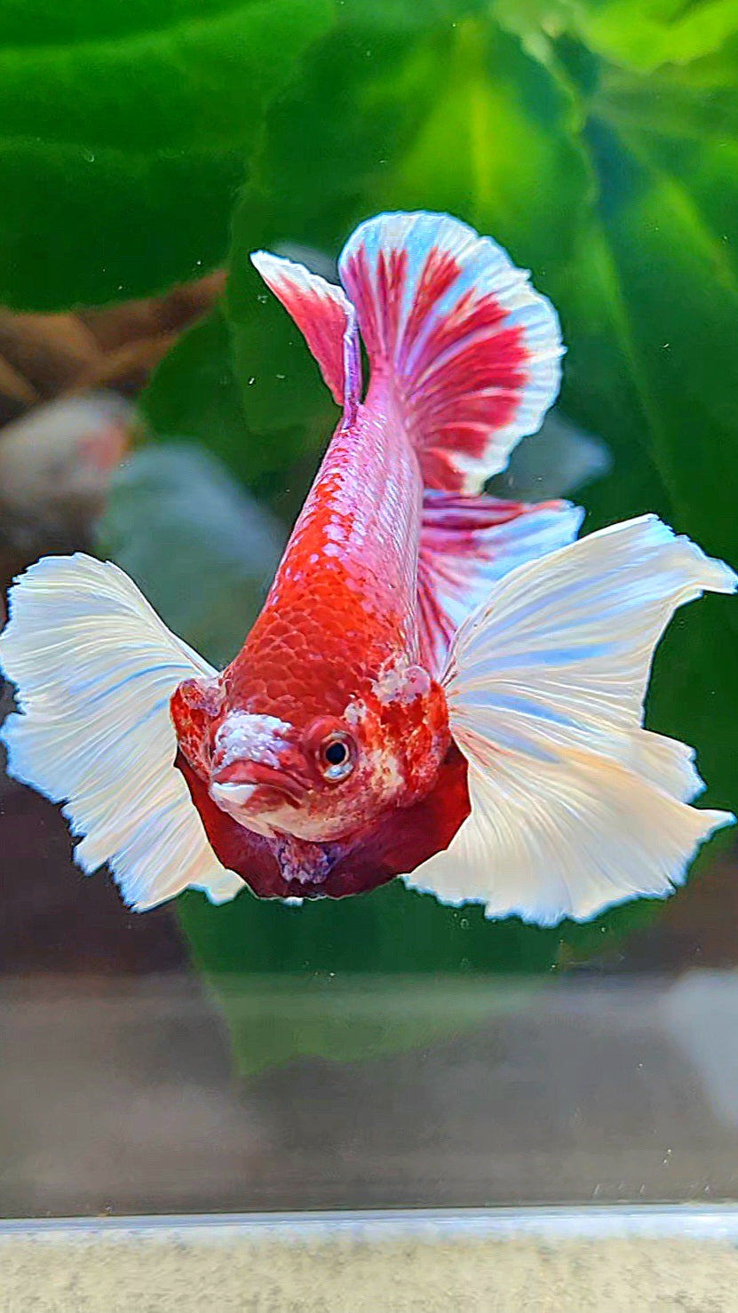 PLAKAT DUMBO EAR PURPLE LAVENDER BETTA FISH