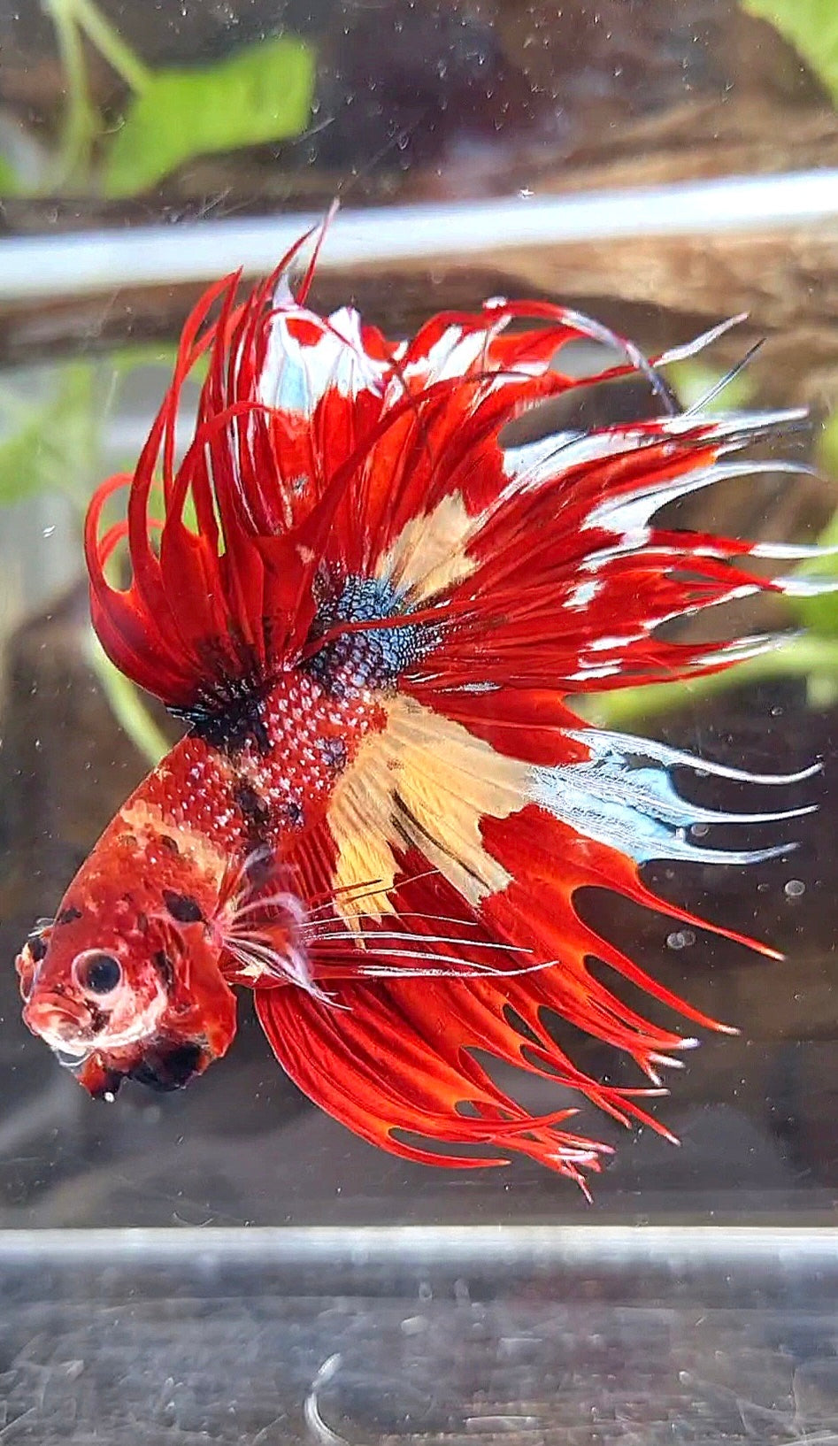 CROWNTAIL