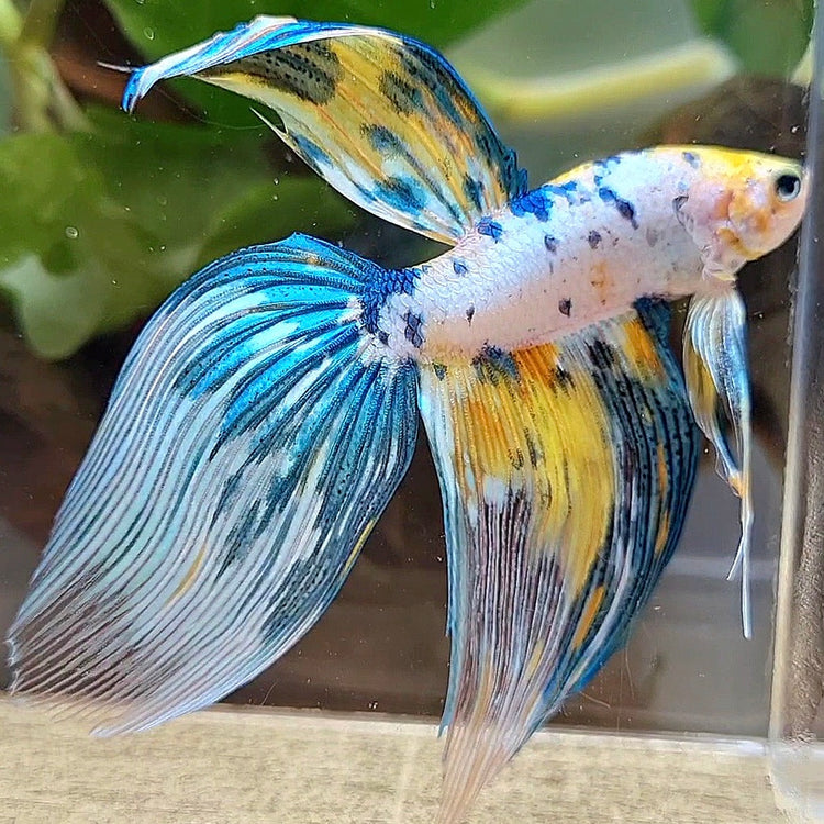 VEILTAIL