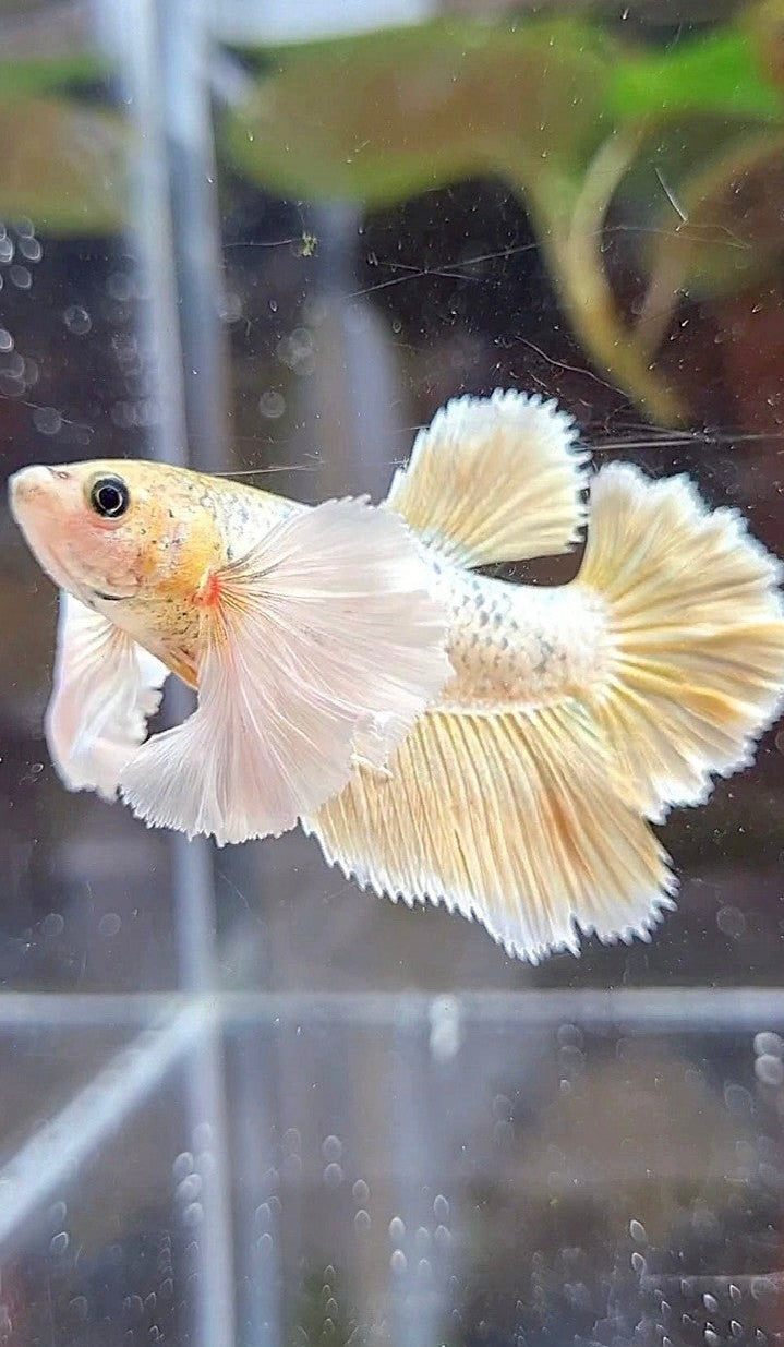 FEMALE