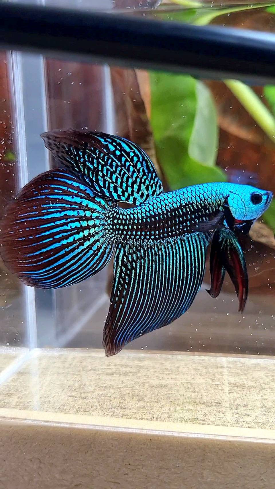 WILD BETTA