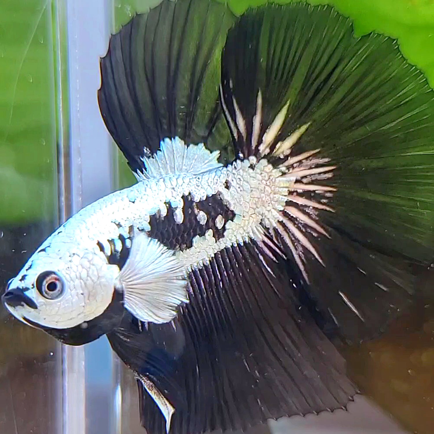 HALFMOON