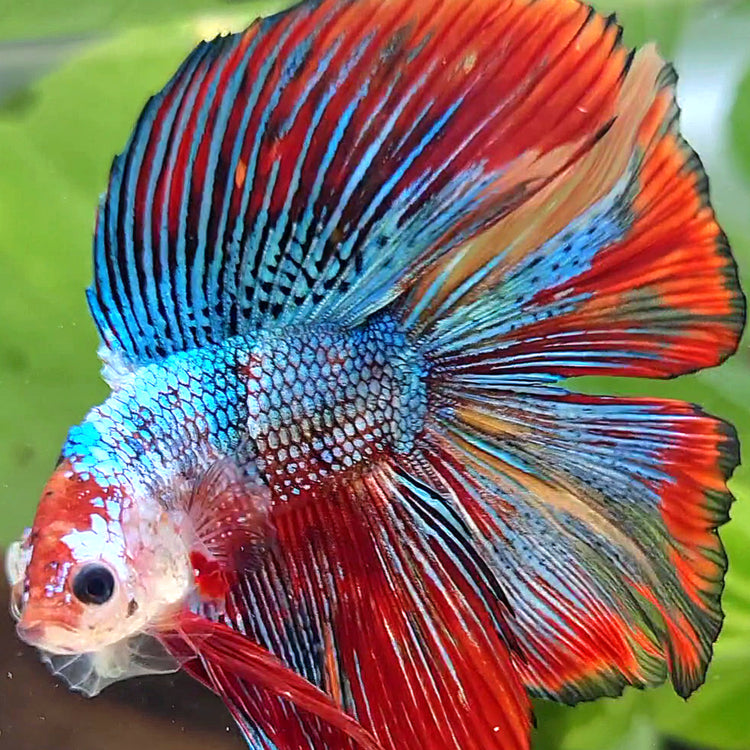 DOUBLE TAIL
