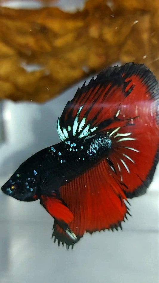 HALFMOON ROSETAIL BLACK GALAXY BLUE AVATAR RED VAMPIRE RARE BETTA FISH