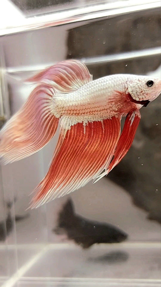 XL VEILTAIL ROSEGOLD DRAGON SUPER PREMIUM RARE BETTA FISH