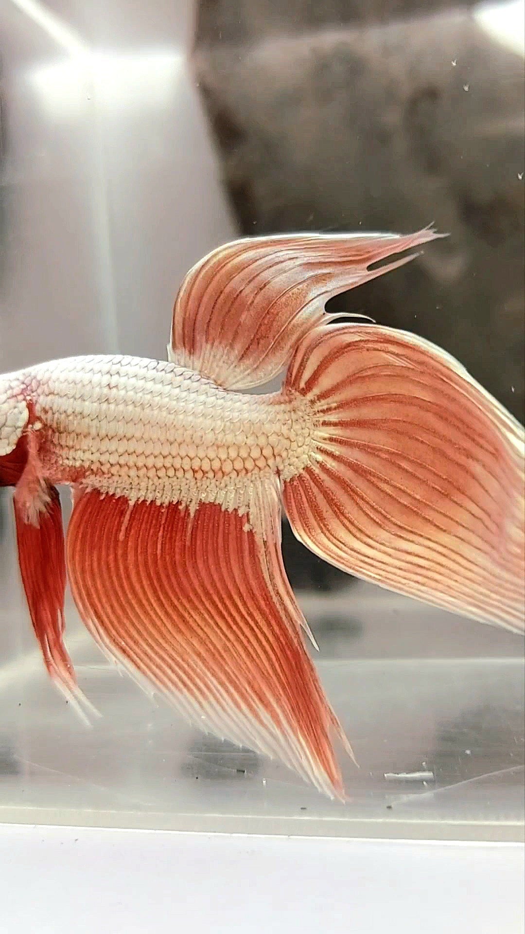 XL VEILTAIL ROSEGOLD DRAGON SUPER PREMIUM RARE BETTA FISH