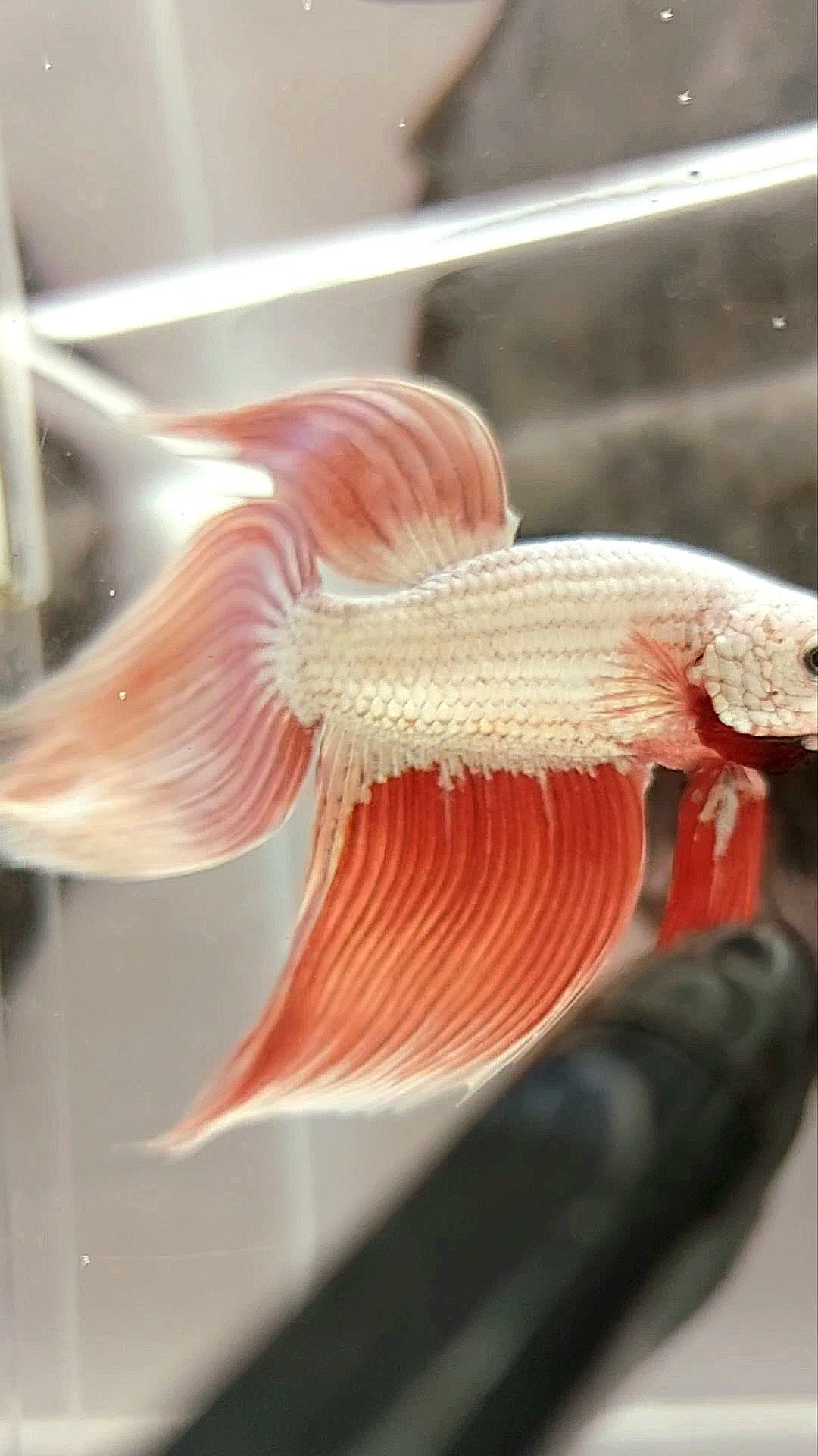XL VEILTAIL ROSEGOLD DRAGON SUPER PREMIUM RARE BETTA FISH