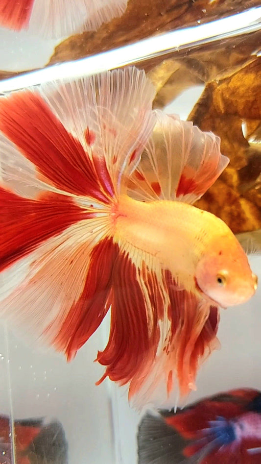 HALFMOON OVERTAIL ROSETAIL ARMAGEDDON VANDA SUPER PREMIUM RARE BETTA FISH