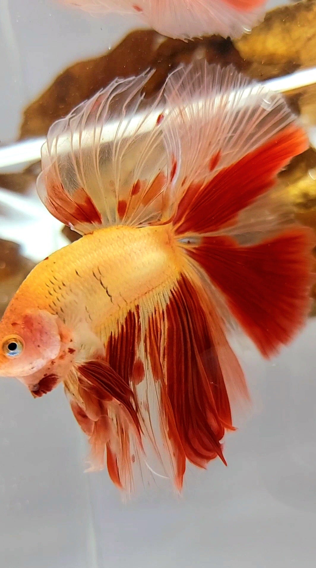 HALFMOON OVERTAIL ROSETAIL ARMAGEDDON VANDA SUPER PREMIUM RARE BETTA FISH