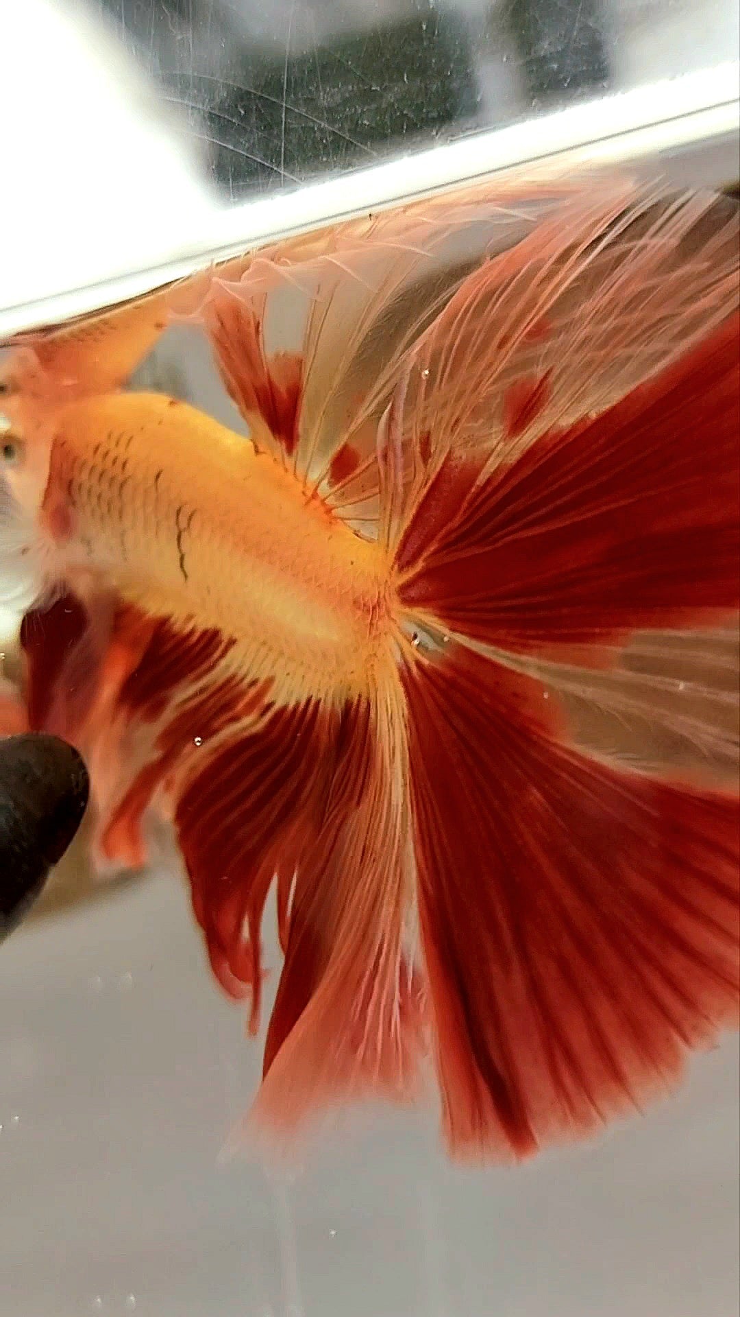 HALFMOON OVERTAIL ROSETAIL ARMAGEDDON VANDA SUPER PREMIUM RARE BETTA FISH