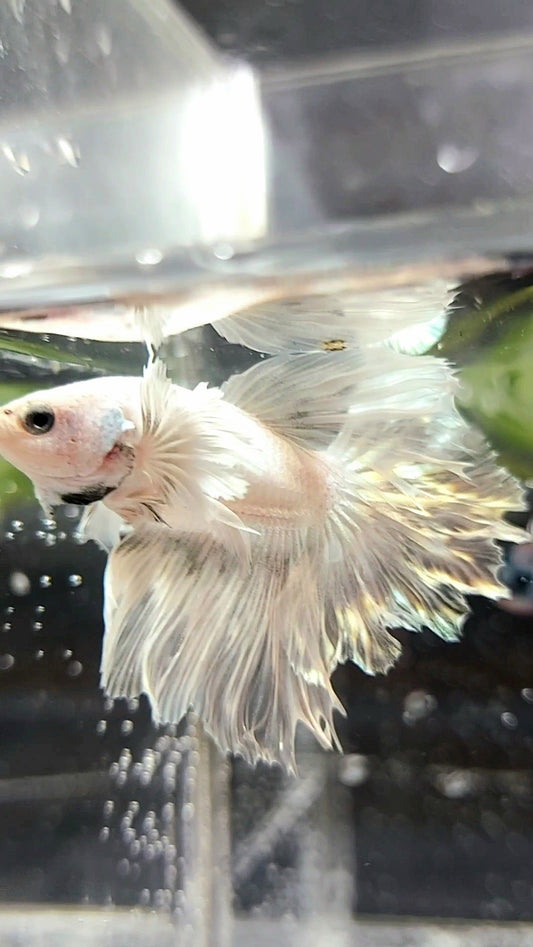 HALFMOON DUMBO EAR ROSETAIL WHITE PLATINUM BETTA FISH