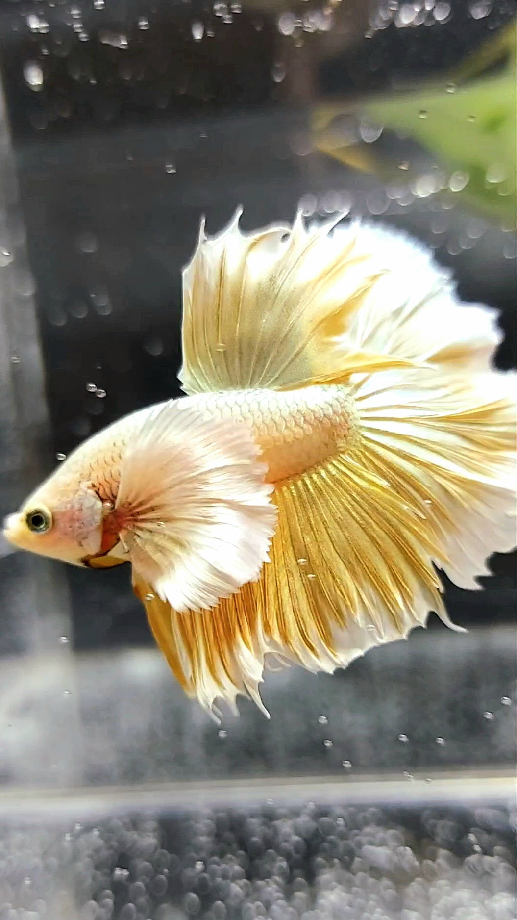 HALFMOON SUPER DUMBO EAR GOLDEN 24 KARAT SUPER PREMIUM RARE BETTA FISH
