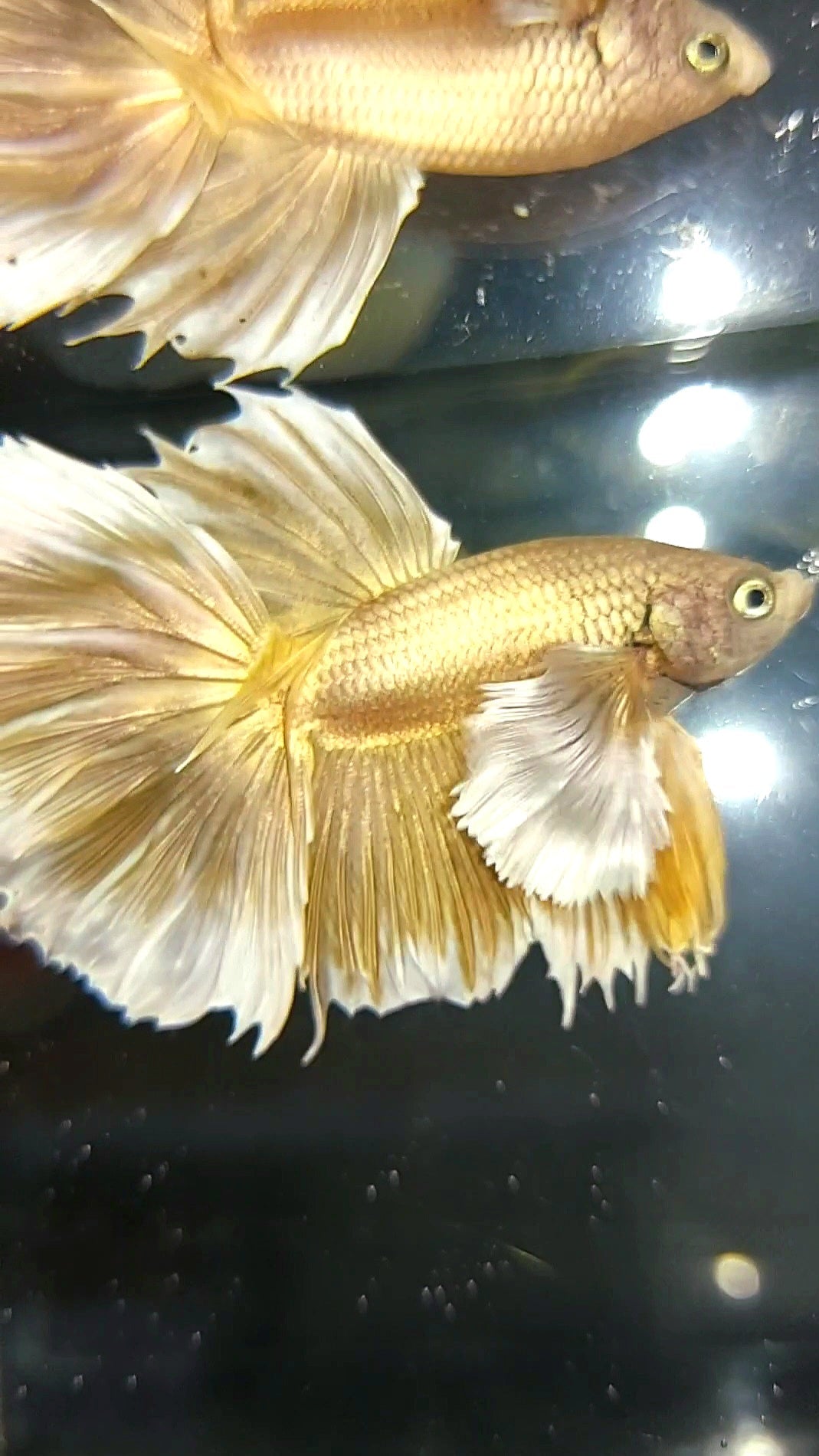 HALFMOON SUPER DUMBO EAR GOLDEN 24 KARAT SUPER PREMIUM RARE BETTA FISH