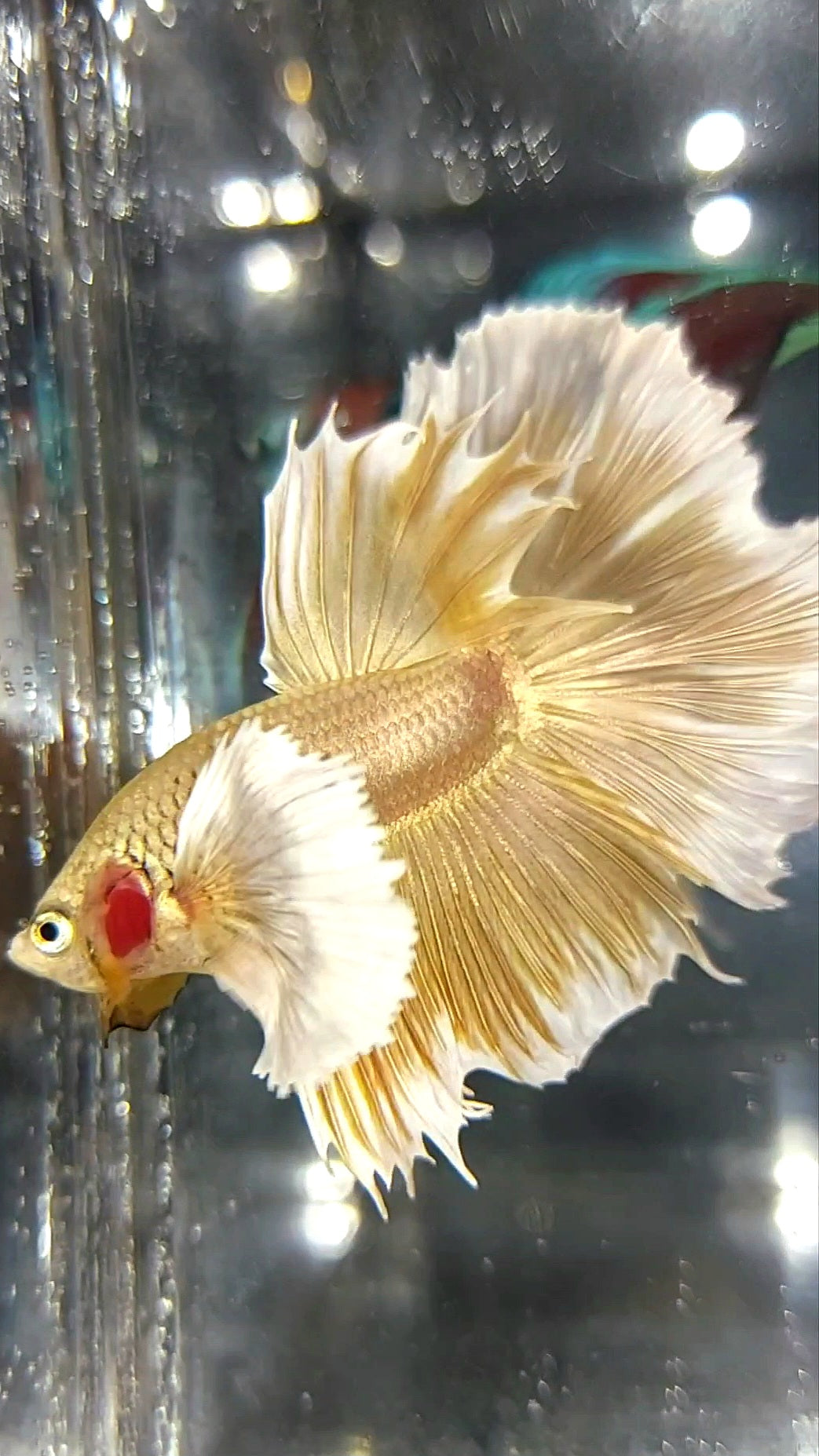 HALFMOON SUPER DUMBO EAR GOLDEN 24 KARAT SUPER PREMIUM RARE BETTA FISH
