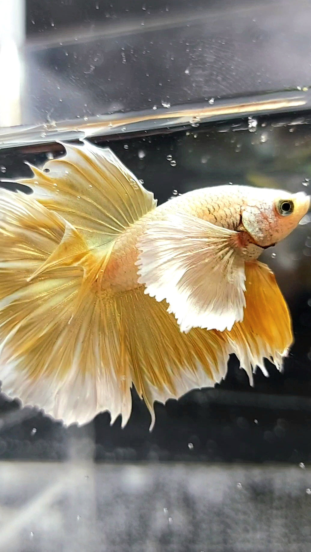 HALFMOON SUPER DUMBO EAR GOLDEN 24 KARAT SUPER PREMIUM RARE BETTA FISH