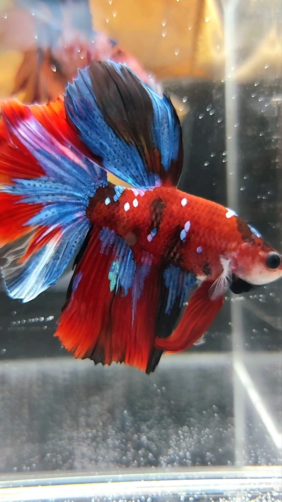 HALFMOON RED KOI GALAXY MULTICOLOR BETTA FISH
