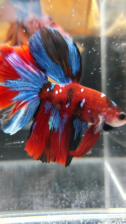 HALFMOON RED KOI GALAXY MULTICOLOR BETTA FISH