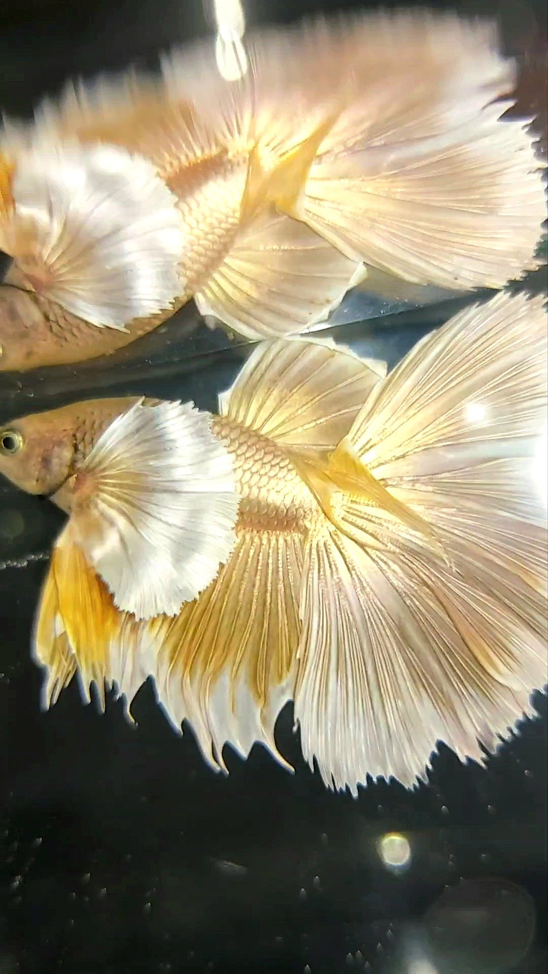 HALFMOON SUPER DUMBO EAR GOLDEN 24 KARAT SUPER PREMIUM RARE BETTA FISH