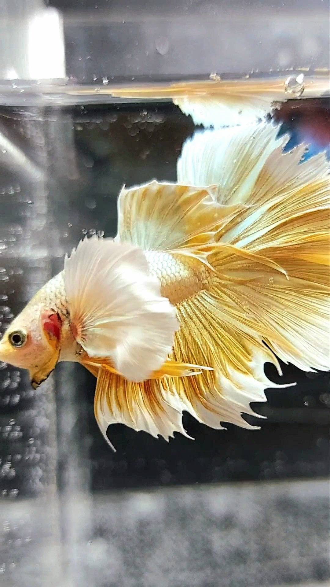 HALFMOON SUPER DUMBO EAR GOLDEN 24 KARAT SUPER PREMIUM RARE BETTA FISH