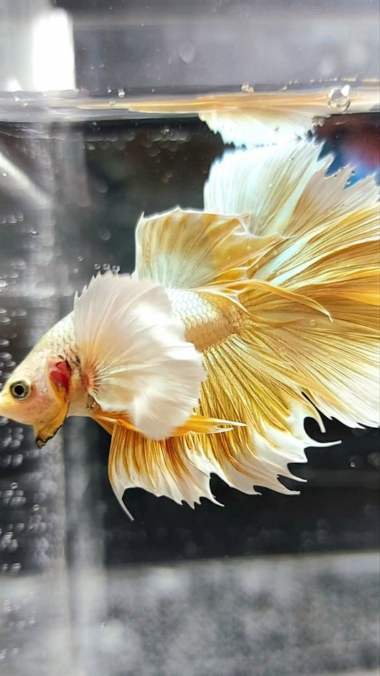 HALFMOON SUPER DUMBO EAR GOLDEN 24 KARAT SUPER PREMIUM RARE BETTA FISH