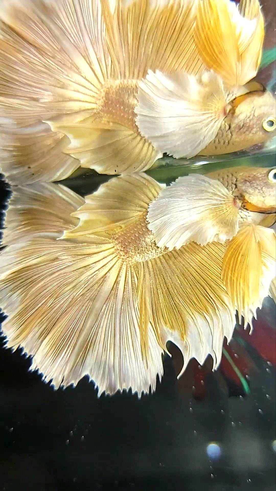 HALFMOON SUPER DUMBO EAR GOLDEN 24 KARAT SUPER PREMIUM RARE BETTA FISH