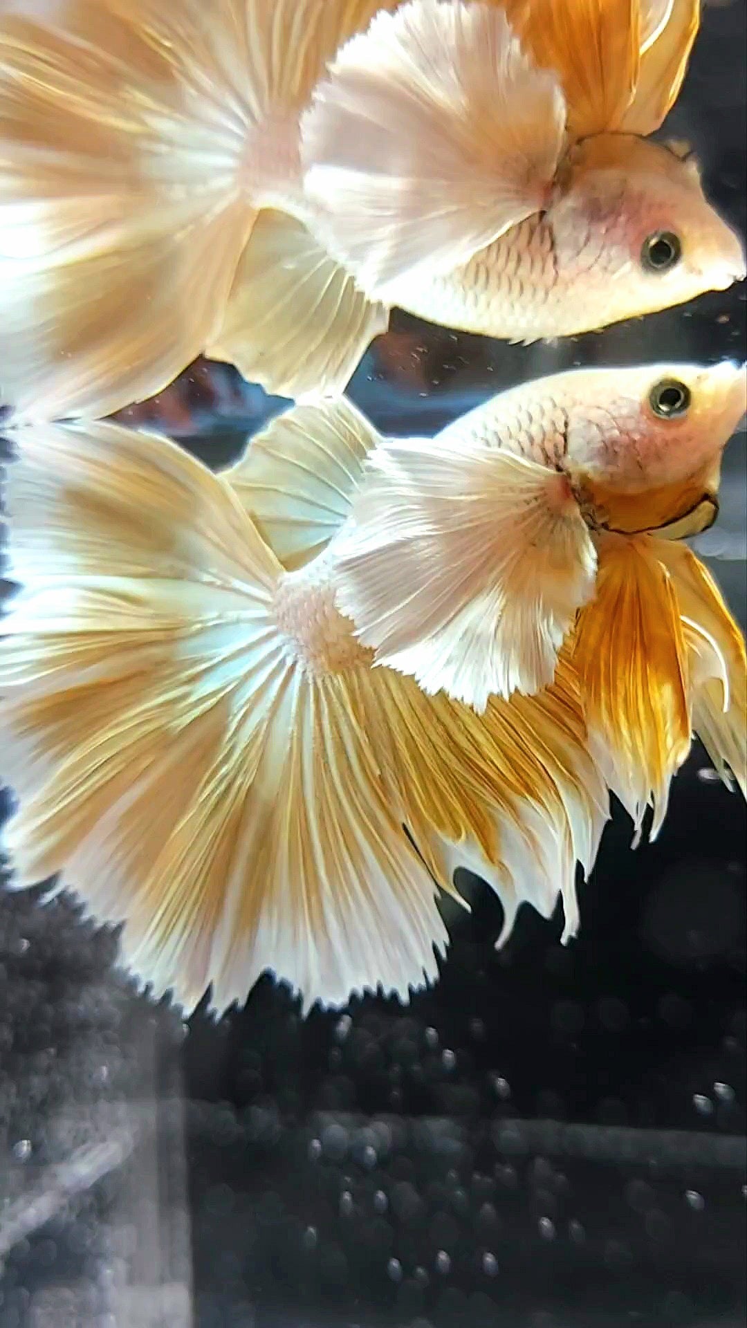 HALFMOON SUPER DUMBO EAR GOLDEN 24 KARAT SUPER PREMIUM RARE BETTA FISH