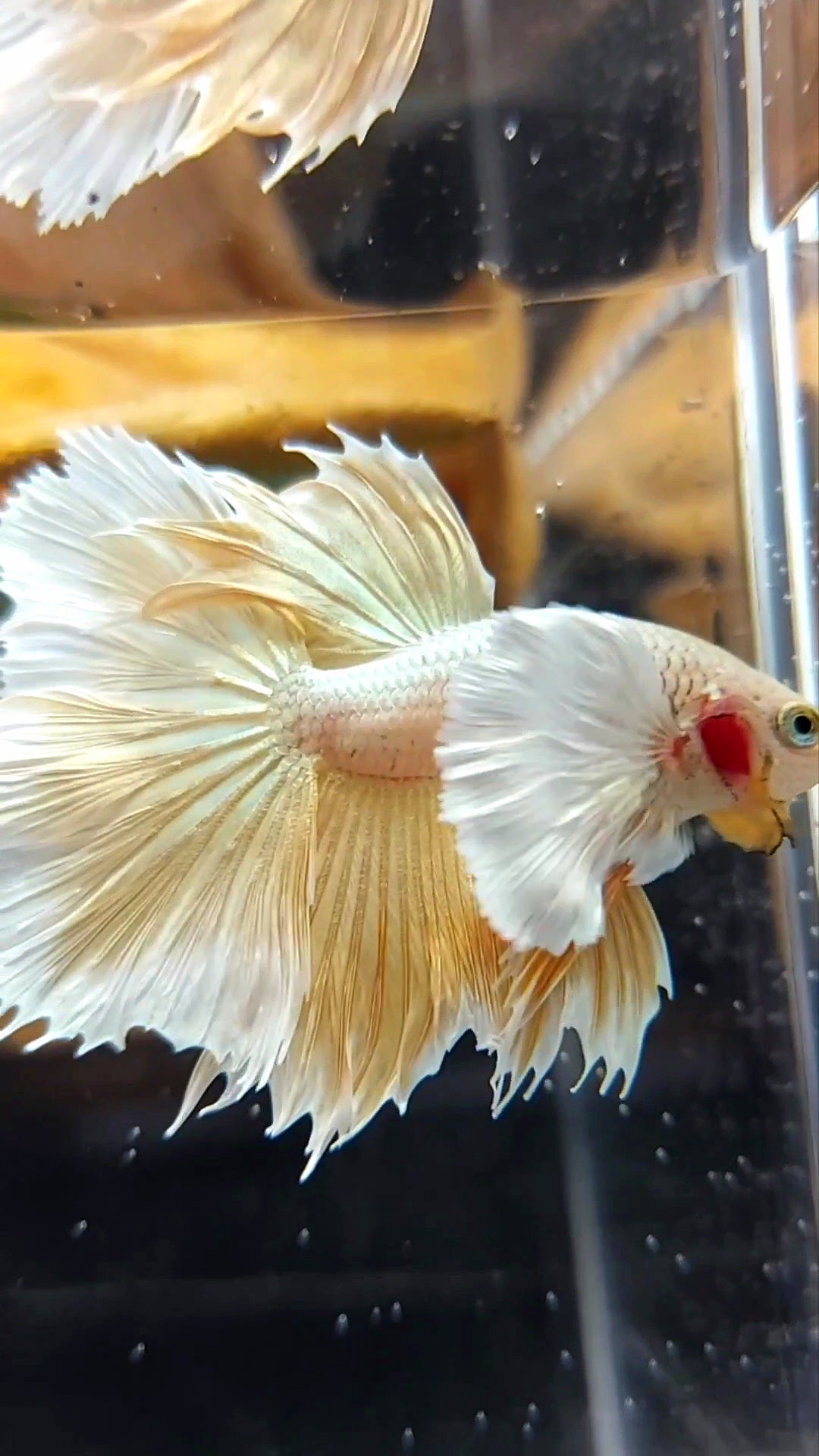 HALFMOON SUPER DUMBO EAR GOLDEN 24 KARAT SUPER PREMIUM RARE BETTA FISH