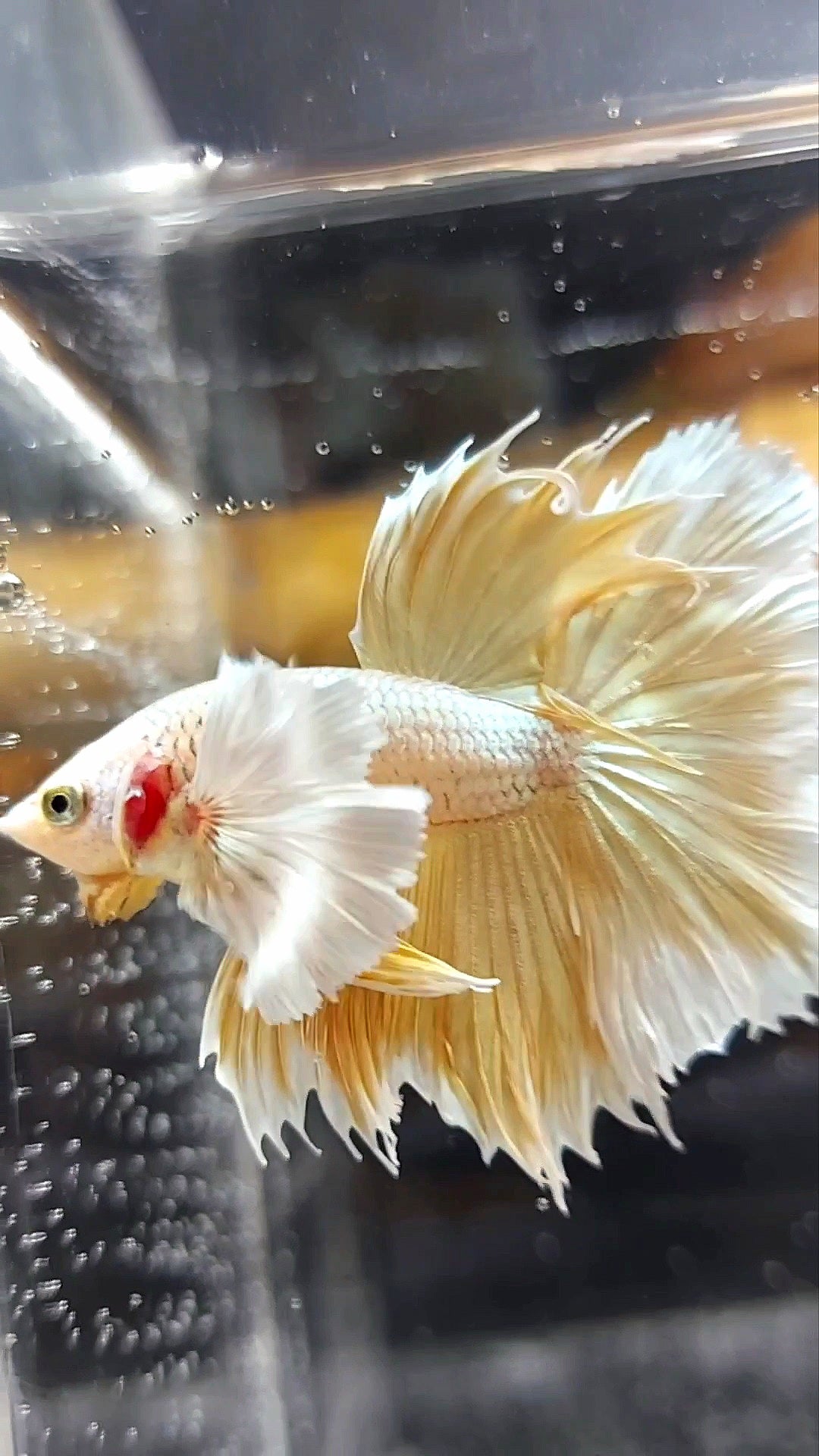 HALFMOON SUPER DUMBO EAR GOLDEN 24 KARAT SUPER PREMIUM RARE BETTA FISH
