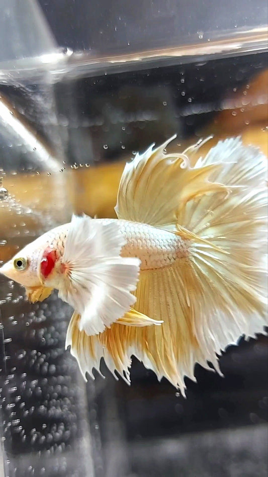 HALFMOON SUPER DUMBO EAR GOLDEN 24 KARAT SUPER PREMIUM RARE BETTA FISH