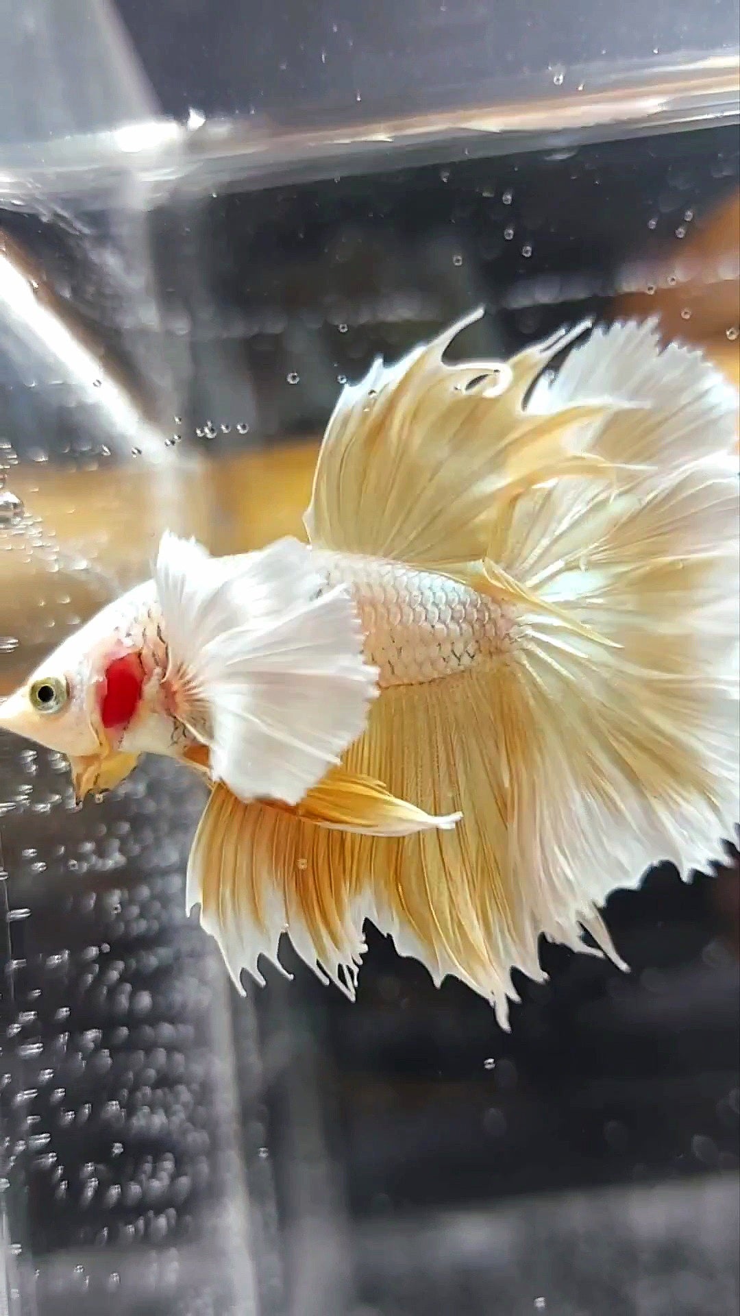 HALFMOON SUPER DUMBO EAR GOLDEN 24 KARAT SUPER PREMIUM RARE BETTA FISH