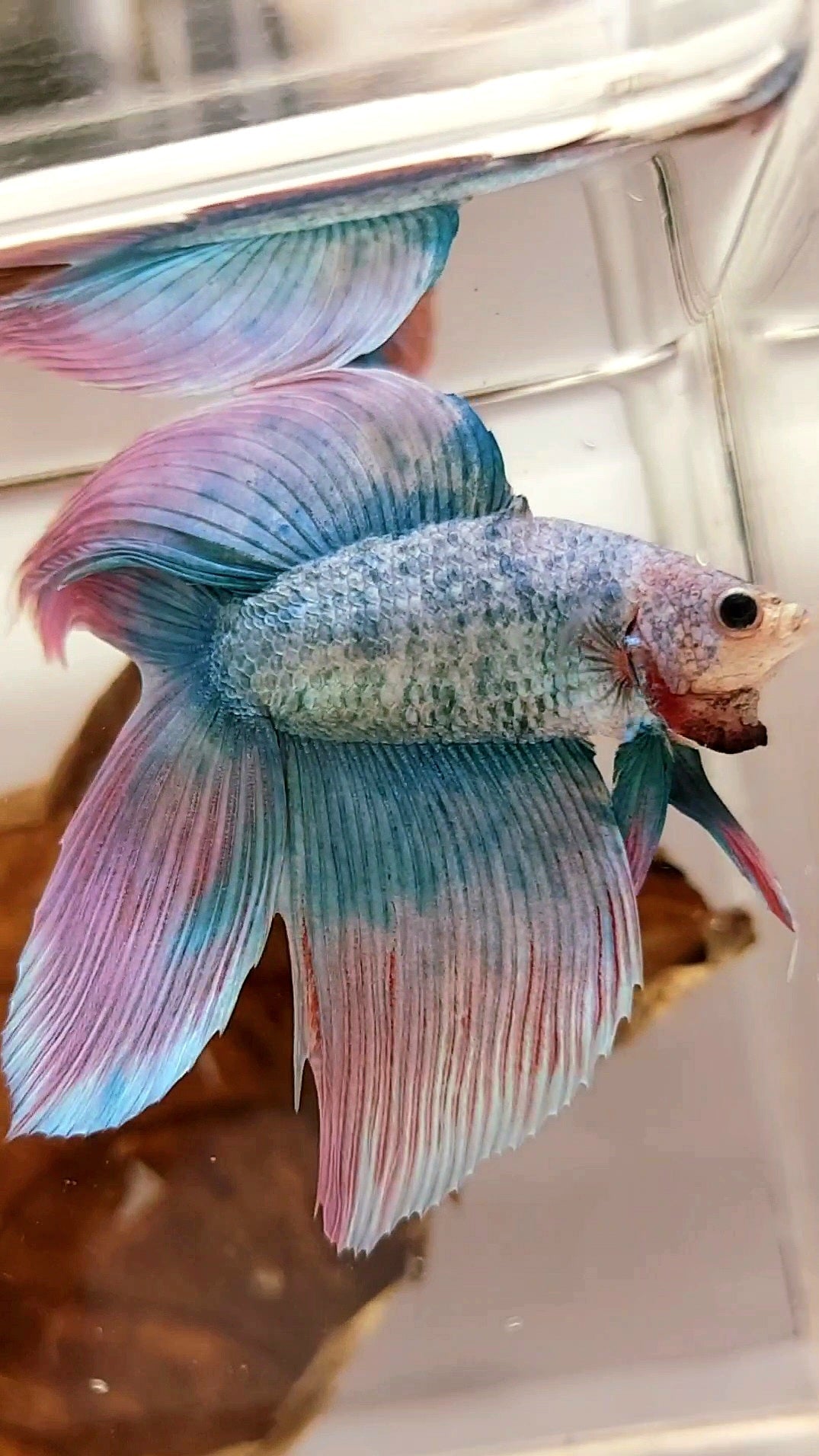 XL VEILTAIL DOUBLE TAIL PINK BLUE GRIZZLE SUPER PREMIUM RARE BETTA FISH