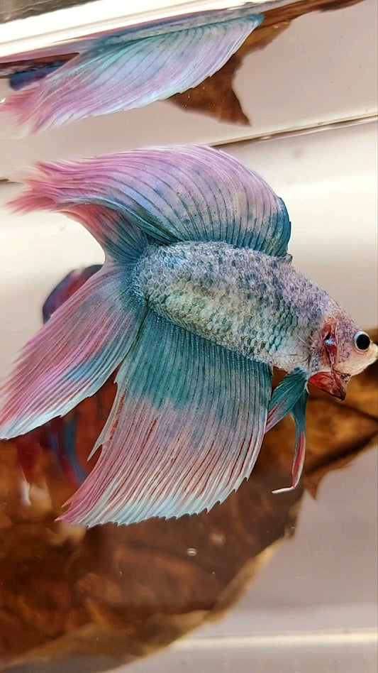 XL VEILTAIL DOUBLE TAIL PINK BLUE GRIZZLE SUPER PREMIUM RARE BETTA FISH