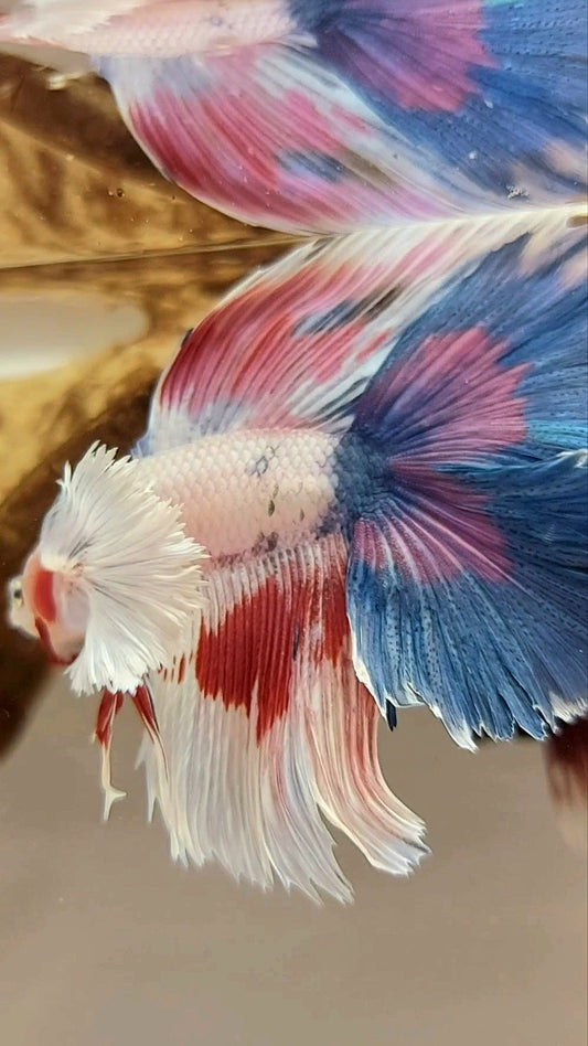 HALFMOON SUPER DUMBO EAR DOUBLE TAIL WHITE CANDY MULTICOLOR SUPER PREMIUM RARE BETTA FISH