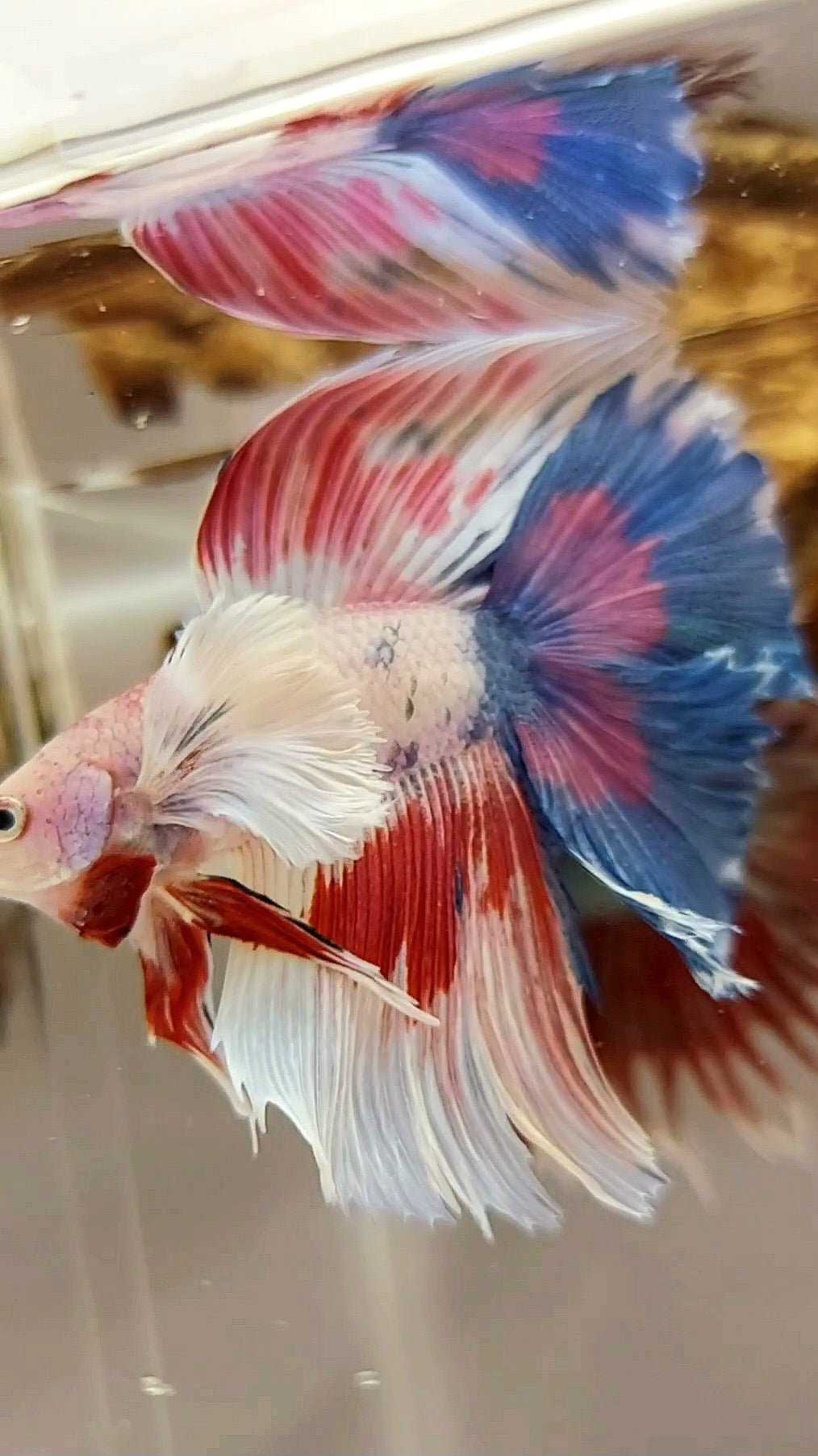 HALFMOON SUPER DUMBO EAR DOUBLE TAIL WHITE CANDY MULTICOLOR SUPER PREMIUM RARE BETTA FISH