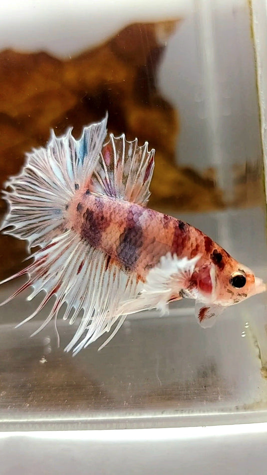 CROWNTAIL DUMBO EAR CANDY MULTICOLOR RARE BETTA FISH