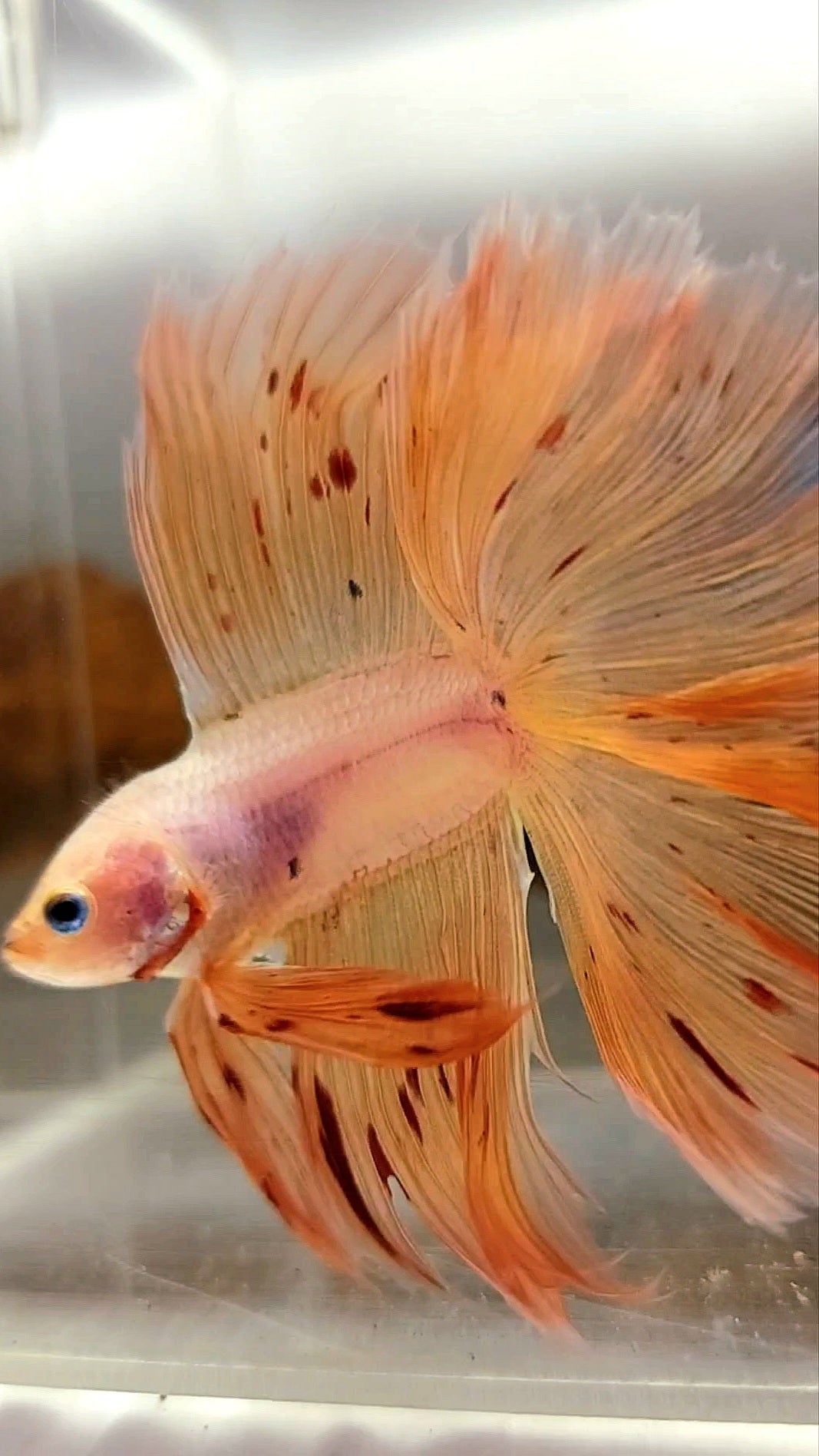 HALFMOON OVERTAIL DOUBLE TAIL ARMAGEDDON VANDA PINKISH SUPER PREMIUM RARE BETTA FISH