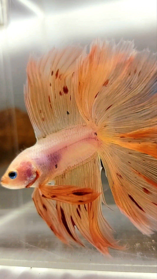 HALFMOON OVERTAIL DOUBLE TAIL ARMAGEDDON VANDA PINKISH SUPER PREMIUM RARE BETTA FISH