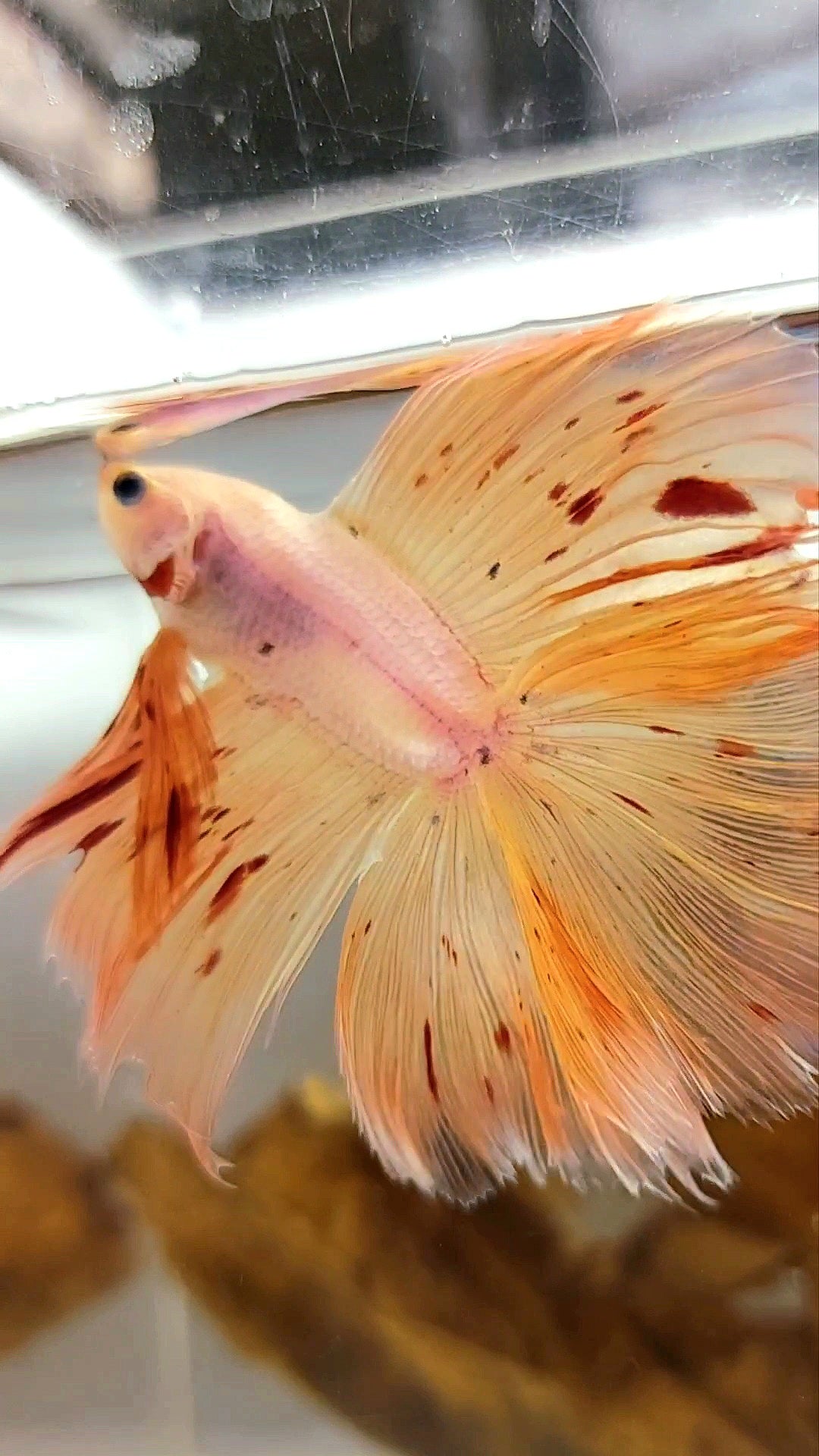 HALFMOON OVERTAIL DOUBLE TAIL ARMAGEDDON VANDA PINKISH SUPER PREMIUM RARE BETTA FISH