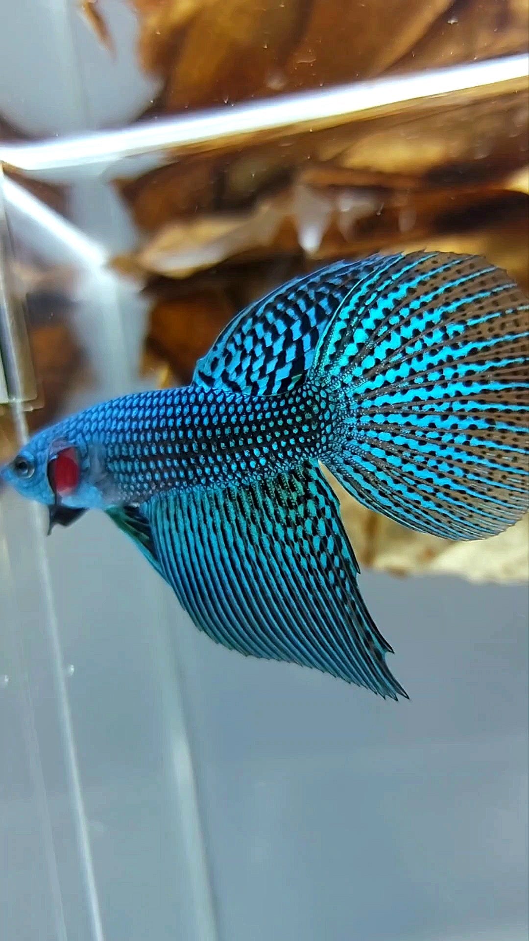 LONGFIN HALFMOON ALIEN BLUE GREEN WILD BETTA HYBRID SUPER PREMIUM RARE BETTA FISH