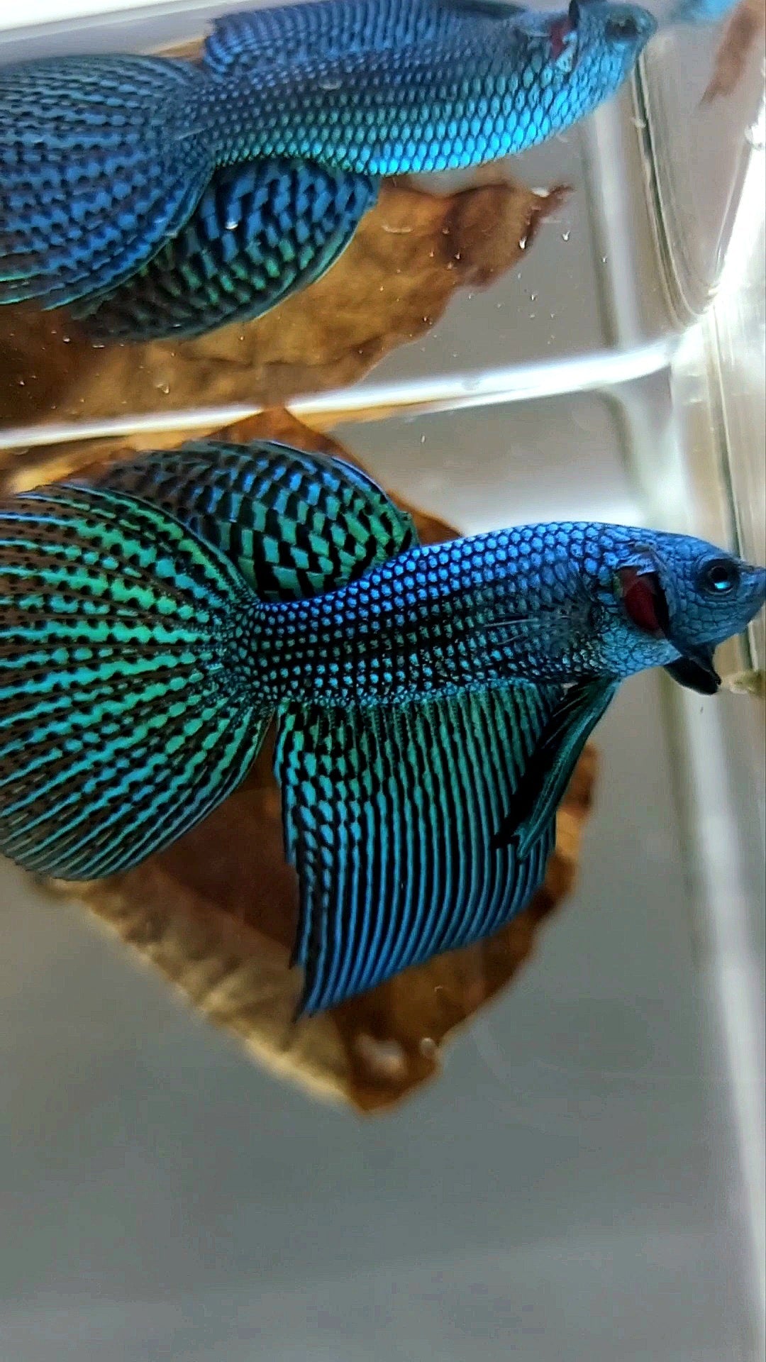 LONGFIN HALFMOON ALIEN BLUE GREEN WILD BETTA HYBRID SUPER PREMIUM RARE BETTA FISH